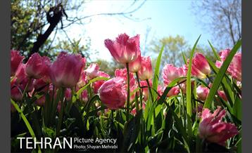 رویش گل های لاله در باغ ایرانی 11