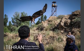 آزادسازی پرندگان و جمع آوری زباله در پارک جنگلی خجیر 25