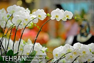 شانزدهمین نمایشگاه بین المللی گل و گیاه تهران - 2 25