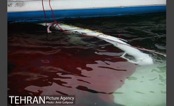 سقوط بالگرد در دریاچه شهدای خلیج فارس