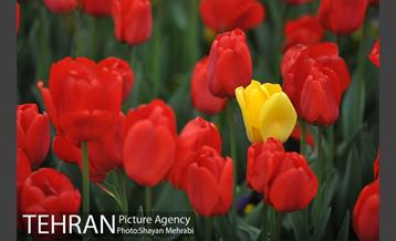 رویش گل های لاله در میدان آزادی 34