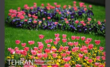 رویش گل های لاله در پارک شهر 12