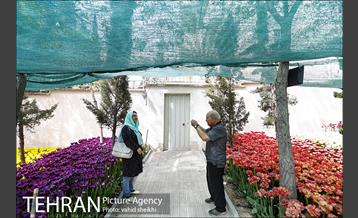 پیاده راه لاله برای مادران 20