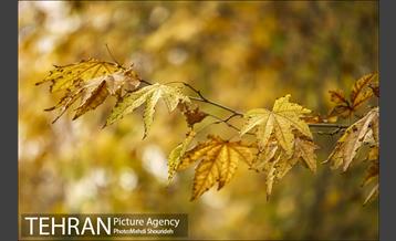 بوستان اندیشه(شهید منفرد نیاکی) 3