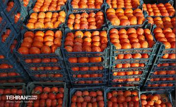 ششمین جشنواره خرمالو 18