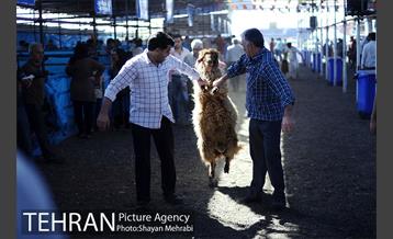 بازدید معاونین شهردار از جایگاه های عرضه دام زنده 13