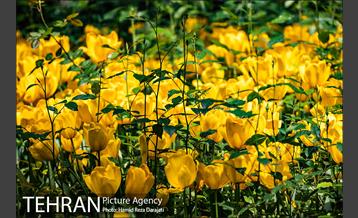 لاله های باغ ایرانی 5