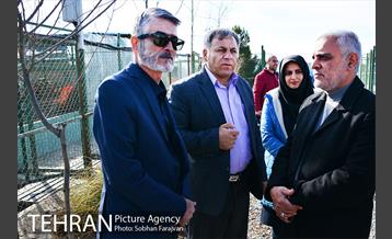 رهاسازی 150 قلاده سگ بدون صاحب  10