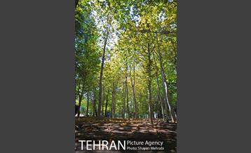 بوستان تمدن (گلبرگ) 13