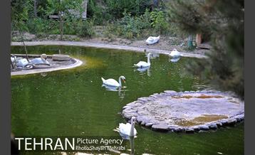 باغ پرندگان تهران 44