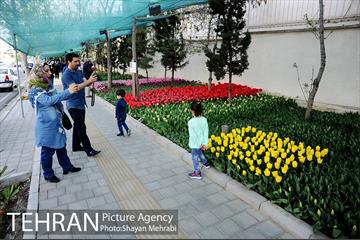 پیاده راه لاله مادران 23