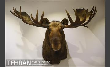 موزه طبیعت و حیات وحش دارآباد 10