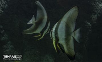 اقیانوس پارک  5