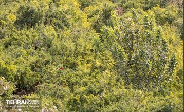 یـاقوت سرخ  17