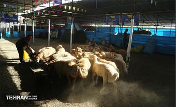 عرضه دام زنده بهداشتی ویژه روز عرفه و عید قربان 28