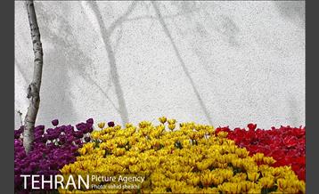 پیاده راه لاله برای مادران 14