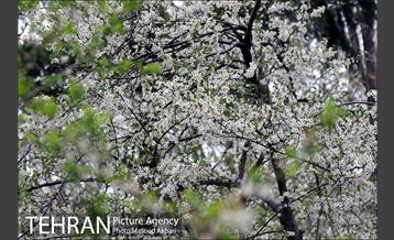 بوستان جمشیدیه در نوروز  30