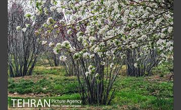 طبیعت بهاری بوستان سرخه حصار‎ 7