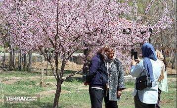 شکوفه‌های بهاری در بوستان سمن‌ها 8