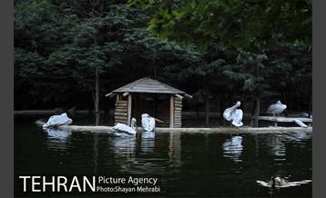 باغ پرندگان تهران 70