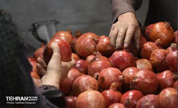 یازدهمین جشنواره صد دانه یاقوت 19
