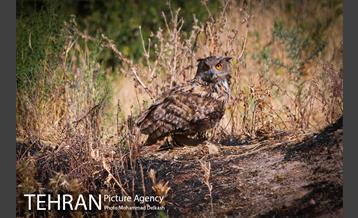 آزادسازی پرندگان و جمع آوری زباله در پارک جنگلی خجیر 31