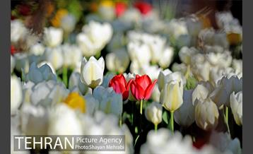 رویش گل های لاله در باغ ایرانی 35