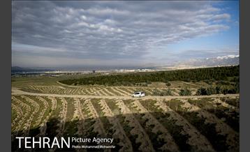 بازدید از پروژه جنگل کاری 1250 هکتاری 15