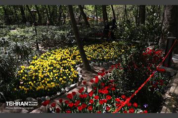 باغ ایرانی میزبان لاله‌ها 56