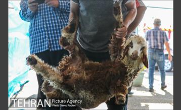 مرکز عرضه دام بهداشتی به مناسبت عید قربان در منطقه 22 تهران 23