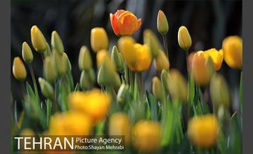 رویش گل های لاله در پارک ملت 5
