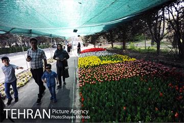 پیاده راه لاله مادران 2
