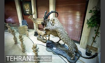 موزه طبیعت و حیات وحش دارآباد تهران 7
