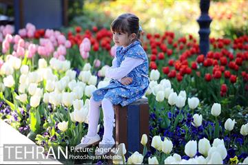 رویش گل های لاله در باغ ایرانی 42