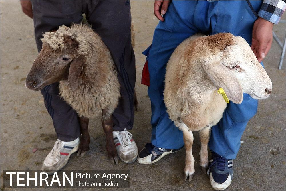 مراکز عرضه بهداشتی دام زنده 16