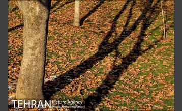 پاییز برفی پارک ملت 20