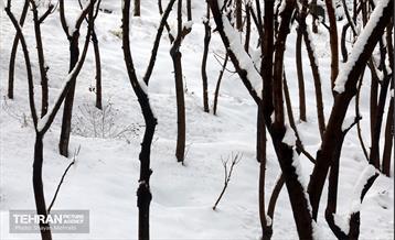 تهران برفی از نمای برج میلاد 14