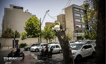 جان دوباره در درختستان 33