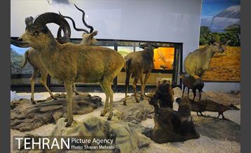 موزه حیات وحش پردیسان 40