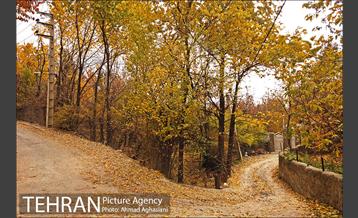 پاییز طلایی روستای افجه 11