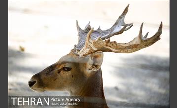 باغ وحش ارم 11