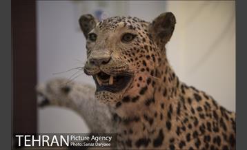 موزه طبیعت و حیات وحش ایران دارآباد‎ 30