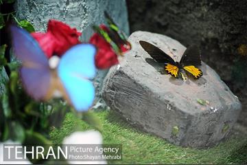 پارک حشرات غول پیکر 33