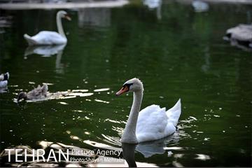 باغ پرندگان تهران 47