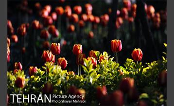 رویش گل های لاله در باغ ایرانی 34