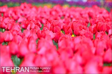 جشنواره لاله‌ها در بوستان زندگی محله هرندی 16
