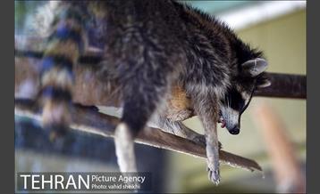 باغ وحش ارم 16