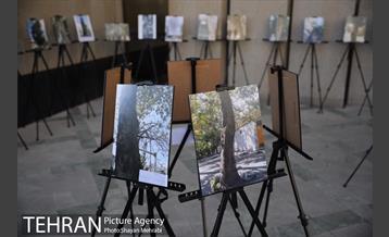 آیین نکوداشت درختان بالای صد سال تهران 10