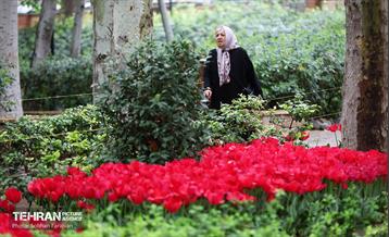 لاله‌ها میهمان باغ ایرانی 1