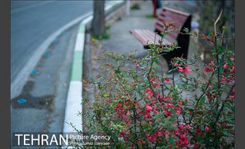 طبیعت بهاری پارک جنگلی لویزان‎  22